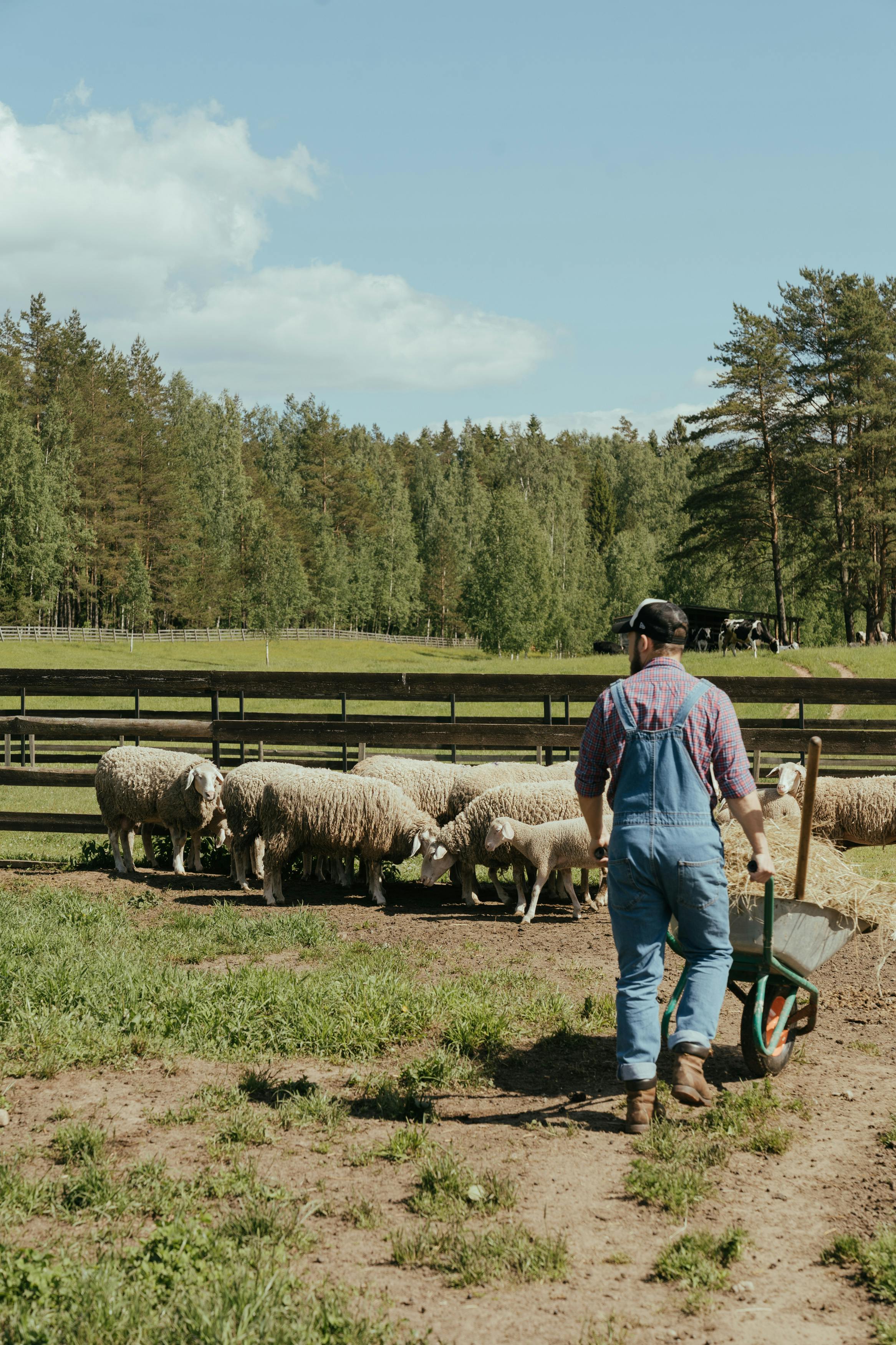 Farmer with sheep in serene field